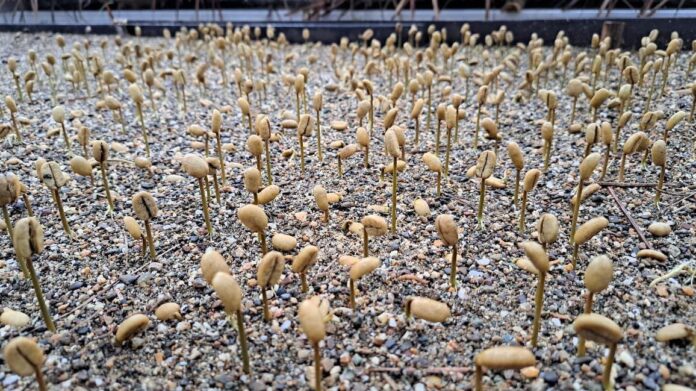 Koperasi Mitra Barakat Cangkal Koperasi Mitra Barakat Cangkal kembankan perkebunan kopi