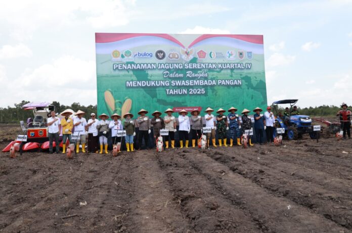 penanaman jagung serentak