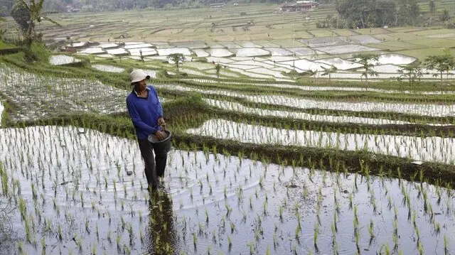image (4) Langkah Bersejarah: Harga Pupuk Subsidi Dipangkas 20%