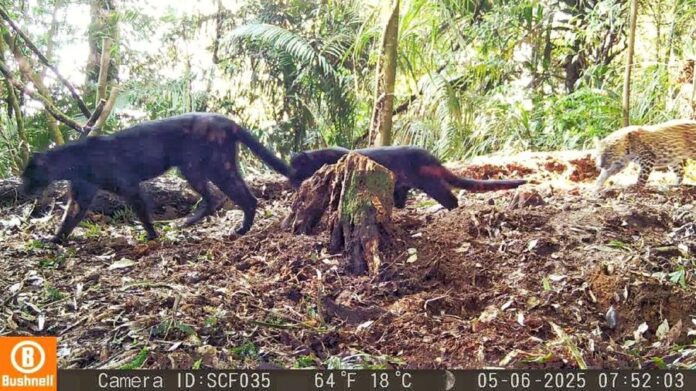 Fenomena Langka: Macan Kumbang di Pegunungan Sanggabuana