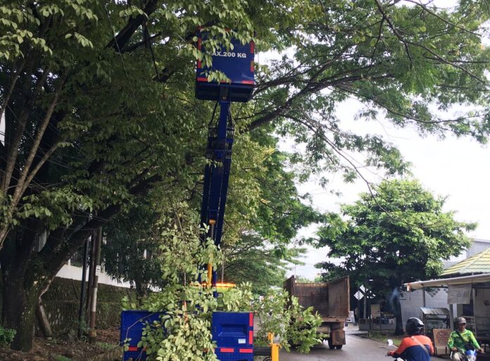 Sambut Momen 5 Rajab, DPRKPLH Kabupaten Banjar Intens Lakukan Pemeliharaan Pohon